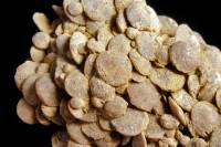 Nummulites agglomérées (Nummulites laevigatus) - Lutétien - Soissons